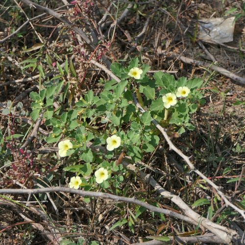 52509379917_02b904bbcb_b