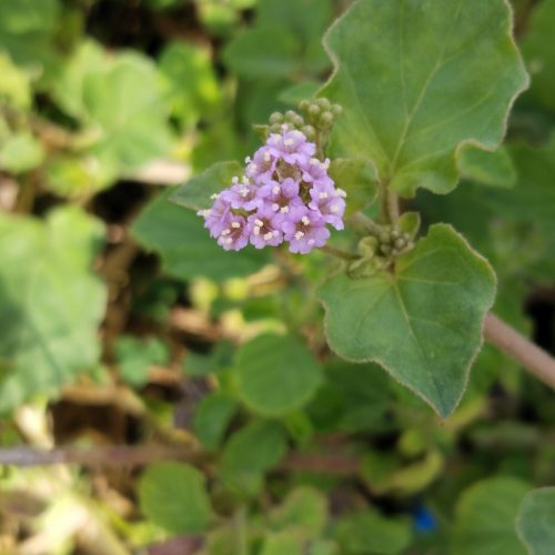 filter: 0; fileterIntensity: 0.8; filterMask: 0; module: photo; 
hw-remosaic: false; 
touch: (0.5638889, 0.30625); 
modeInfo: ; 
sceneMode: 32768; 
cct_value: 0; 
AI_Scene: (5, 0); 
aec_lux: 172.32657; 
aec_lux_index: 0; 
hist255: 0.0; 
hist252~255: 0.0; 
hist0~15: 0.0; 
motionLevel: -1; 
weatherinfo: null;