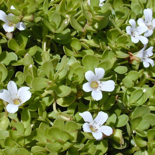 Starr_010818-0007_Bacopa_monnieri